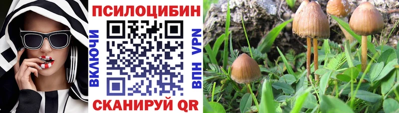 Галлюциногенные грибы Psilocybe блэк спрут ссылки Биробиджан